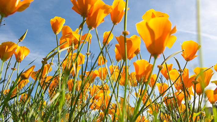 Life After Chemotherapy and Surgery for Ovarian Cancer